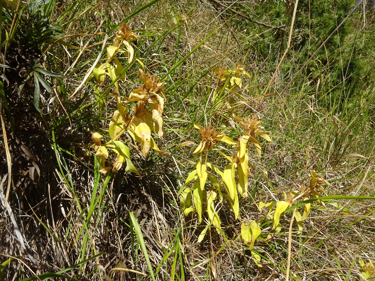 Gentiana cruciata (Gentianaceae)
